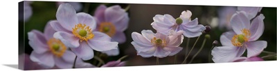 Close-up of pleasing pastels flowers