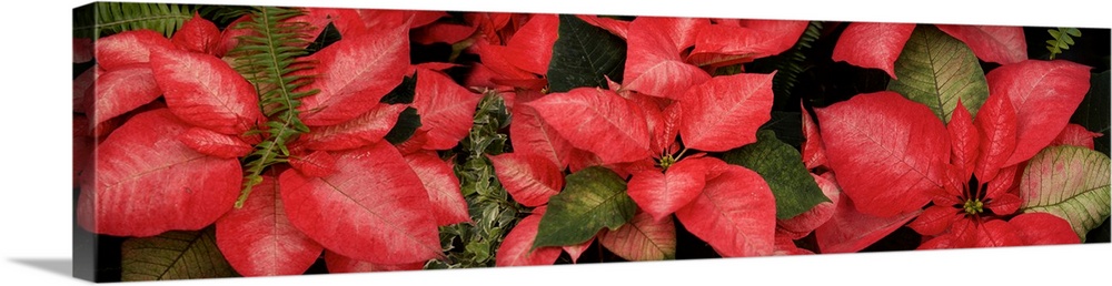 Close-up of Poinsettia flowers