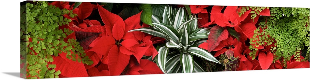 Close-up of Poinsettia flowers with leaves