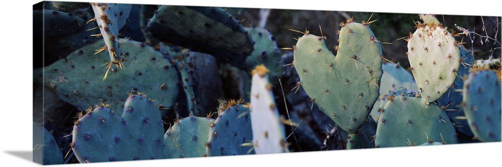 Close up of Prickly Pear Cacti Texas
