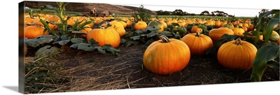 Close-up of pumpkins in a field, Half Moon Bay, California