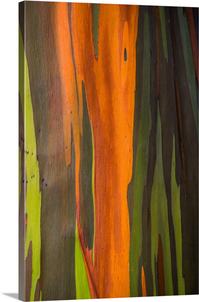 Close-up of rainbow eucalyptus (eucalyptus deglupta) tree, maui, hawaii, USA.