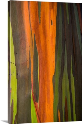 Close-Up Of Rainbow Eucalyptus (Eucalyptus Deglupta) Tree, Maui, Hawaii, USA