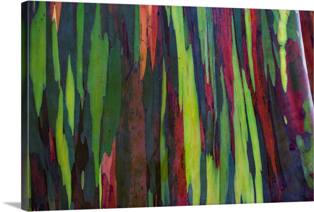 Close-up of rainbow eucalyptus (eucalyptus deglupta) tree, maui, hawaii, USA.