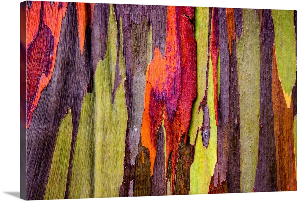 Close-up of rainbow eucalyptus (eucalyptus deglupta) tree, maui, hawaii, USA.