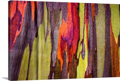 Close-Up Of Rainbow Eucalyptus (Eucalyptus Deglupta) Tree, Maui, Hawaii, USA