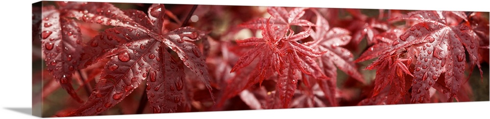 Close-up of raindrops on red Coleus leaves