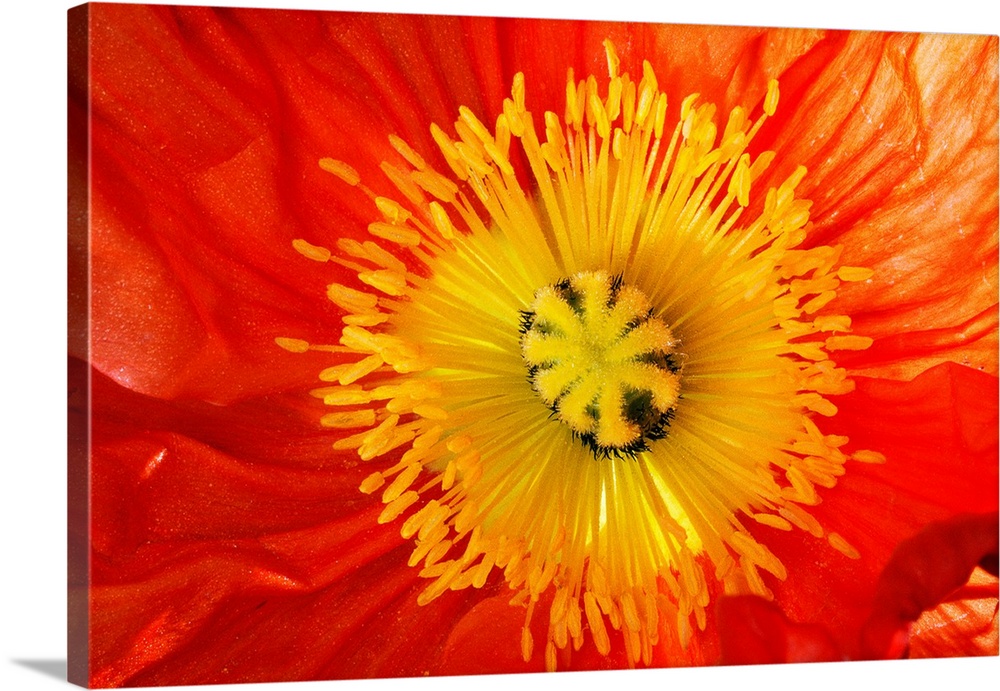 This is a close up photograph of the interior of a poppy blossom in this big art work for the home or office.