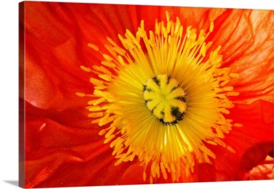 Close up of red and yellow flower