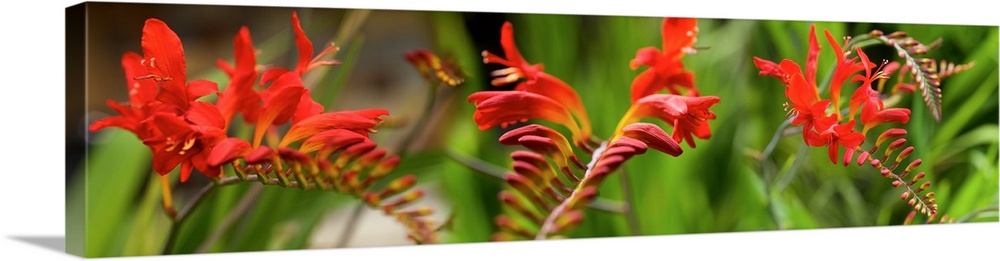 Close-up of red Crocosmia flowers