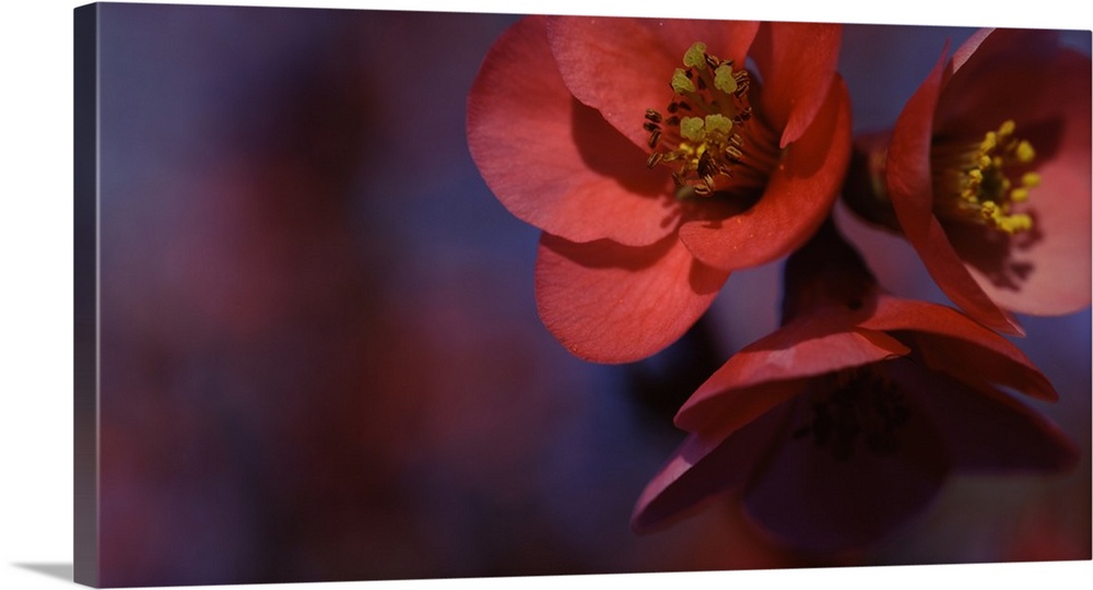 Close-up of red flowers, Sacramento, California, USA.