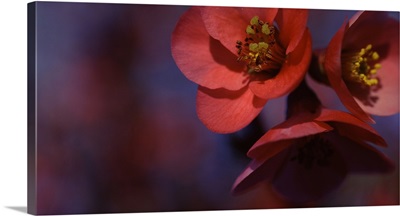 Close-up of red flowers, Sacramento, California
