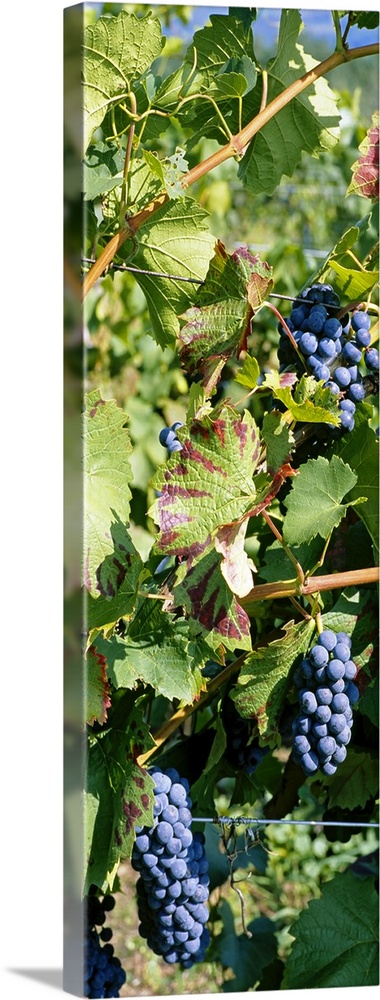 Close-up of red grapes in a vineyard, Finger Lake, New York State