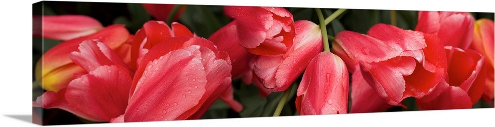 Close-up of red Tulip flowers