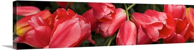 Close-up of red Tulip flowers