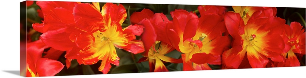 Close-up of red Tulip flowers