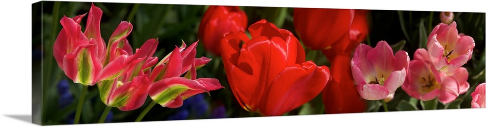 Close-up of red Tulip flowers glowing