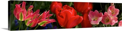 Close-up of red Tulip flowers glowing