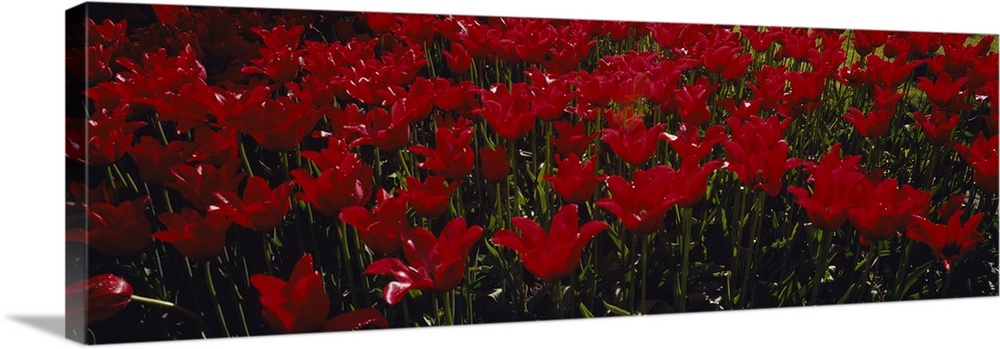 This is a panoramic shaped photograph that is a close up flowers growing together in the spring.