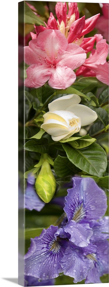 Close-up of Rhododendron and Iris flowers