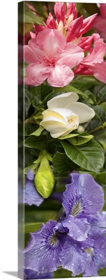 Close-up of Rhododendron and Iris flowers