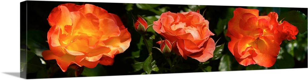 Close-up of Rose flowers