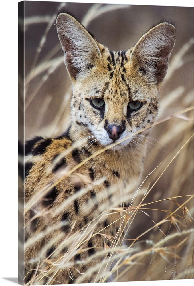Close-up of Serval (Leptailurus serval), Ndutu, Ngorongoro Conservation Area, Tanzania
