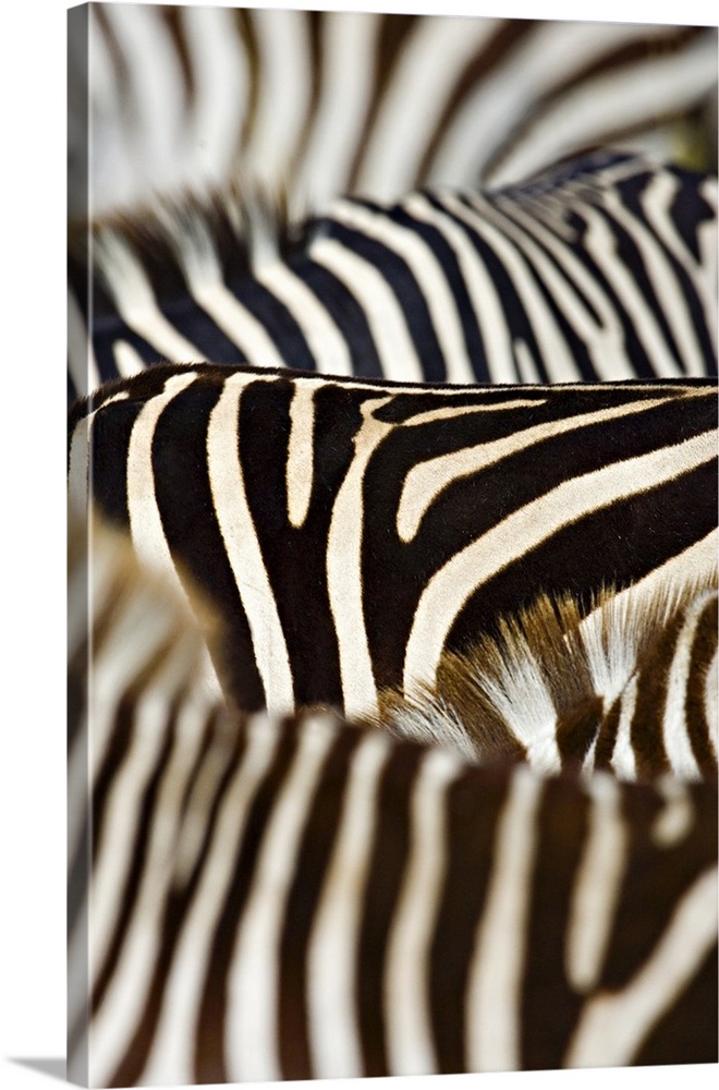 Up-close photograph of tonal pattern on zebras.