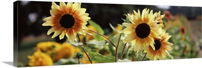 Close-up of Sunflowers