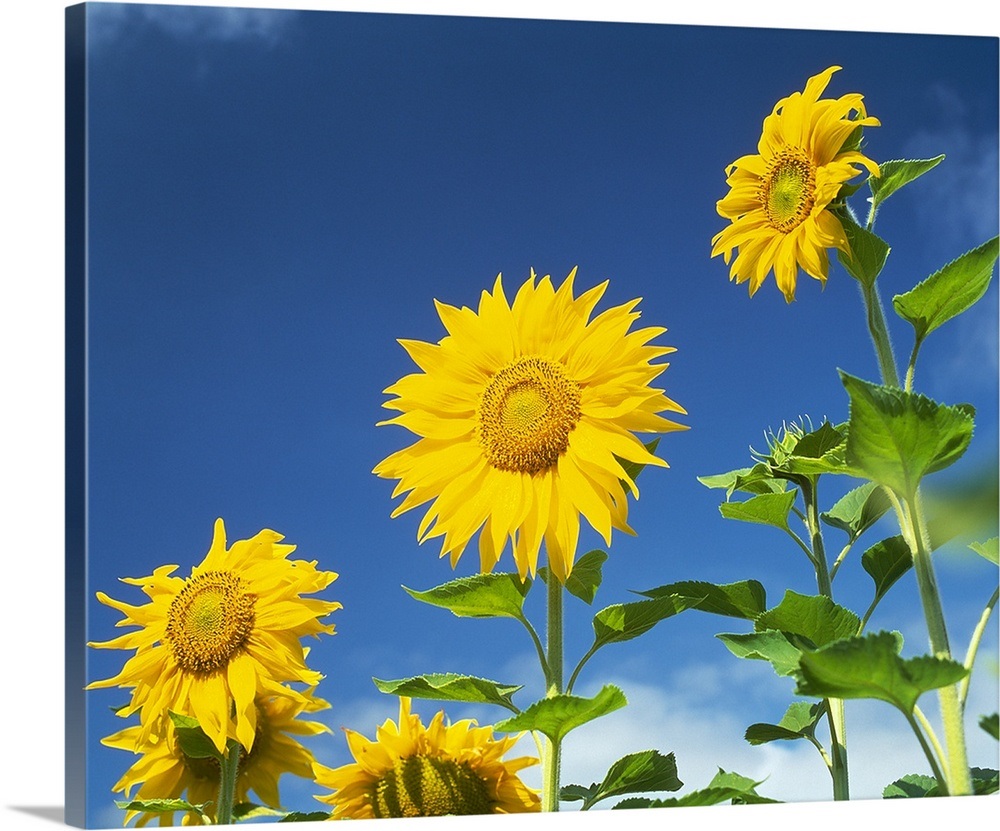 Close up of sunflowers (Helianthus annuus), Japan Wall Art, Canvas