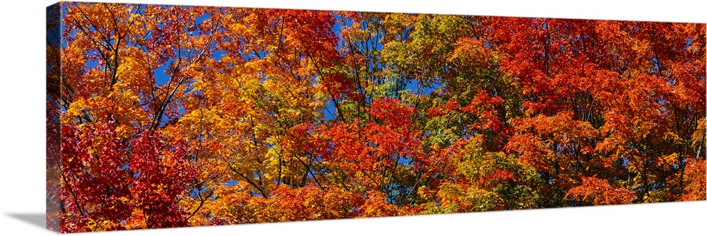 Panoramic photograph focuses on the tops of a giant group of trees displaying their warm Autumn colors.