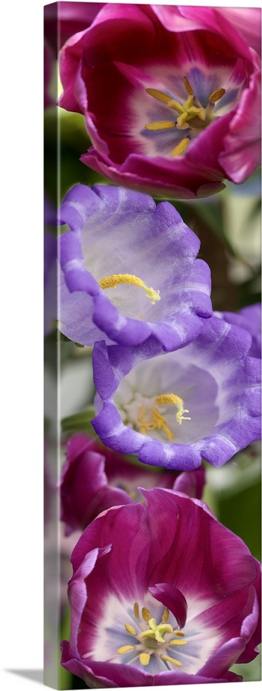 Close-up of Tulip flowers