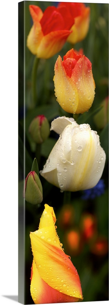 Close-up of Tulip flowers glowing