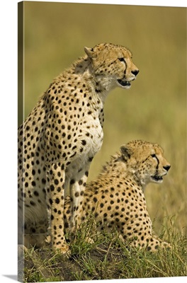 Close-up of two Cheetahs (Acinonyx Jubatus), Masai Mara National Reserve, Kenya