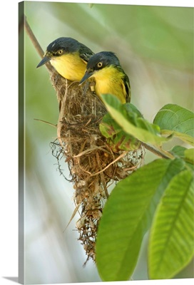 Close-up of two Common Tody-Flycatchers (Todirostrum cinereum), Brazil