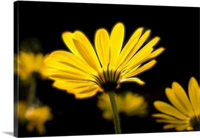 Close-up of Voltage Yellow African Daisy flowers (Voltage Yellow Osteospermum), Florida