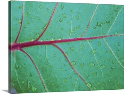 Close-up of water droplets on a sea grape (Coccolobis uvifera) leaf, St. John, US Virgin Islands