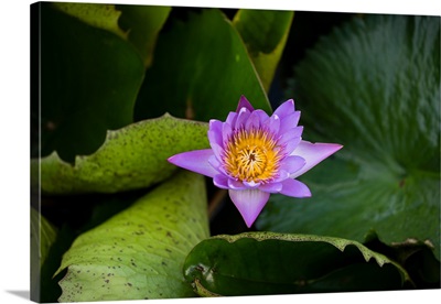 Close-up of Water lily flower, Moorea, Tahiti, French Polynesia