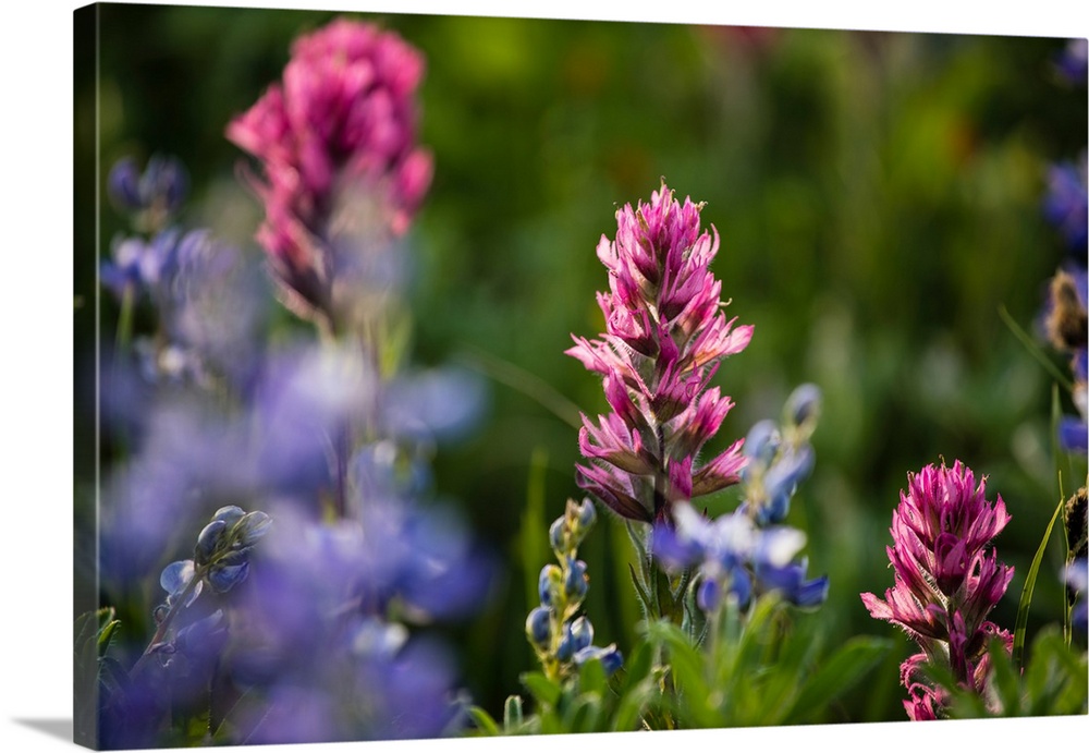 Close-up of wildflowers, Mount Rainier National Park, Washington State, USA