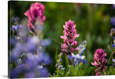 Close-up of wildflowers, Mount Rainier National Park, Washington State