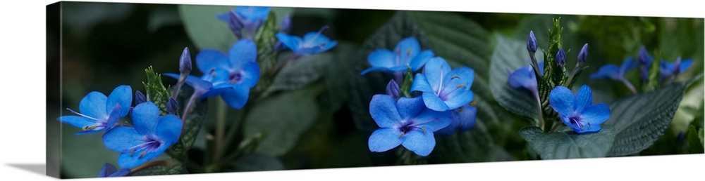 Close-up of winter blue flowers