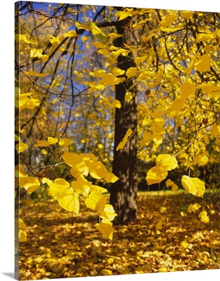 Close-up of yellow leaves of a tree, Stuttgart, Baden-Wurttemberg, Germany