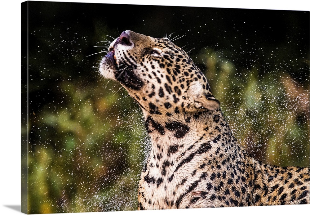 Close-up photo of jaguar (Panthera onca), Pentanal, Brazil