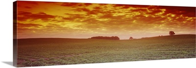 Clouds over a soybean field, Albert Lea Township, Freeborn County, Minnesota
