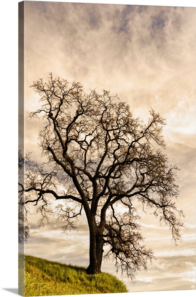 Clouds over Oak tree, California, USA.