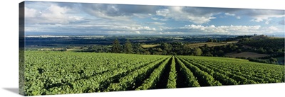 Clouds over vineyards, Domaine Drouhin Oregon, Newberg, Willamette Valley, Oregon