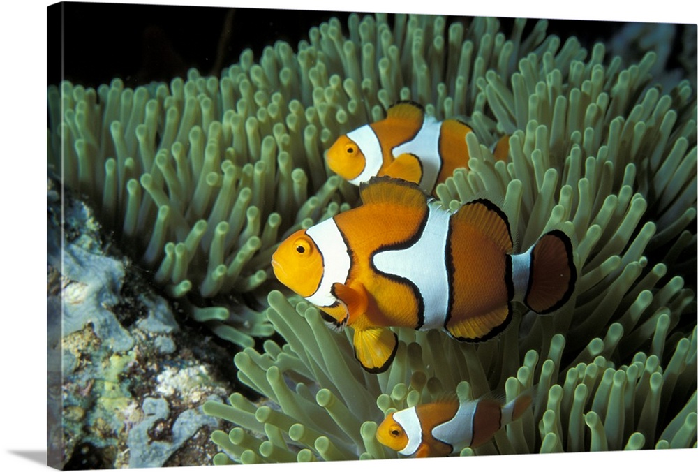 This large artwork consists of several clown fish swimming through ocean vegetation.