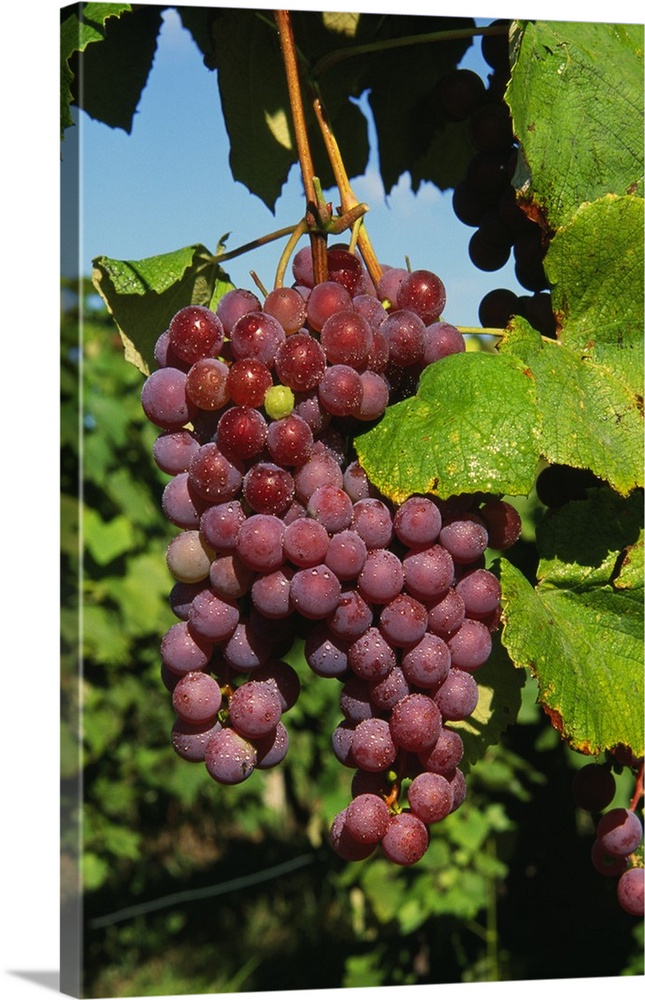 Cluster of grapes ripe for harvesting, Finger Lakes Region, New York