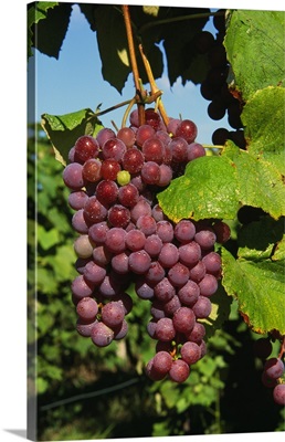Cluster of grapes ripe for harvesting, Finger Lakes Region, New York