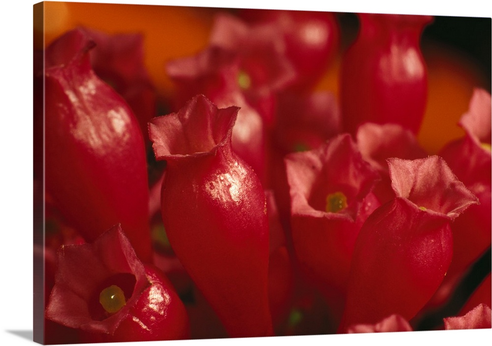 Large photo on canvas of the up close view of flowers about to blossom.